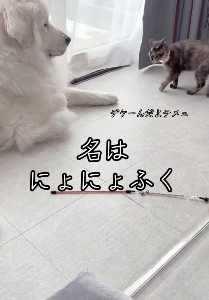 尋常ではないやる気