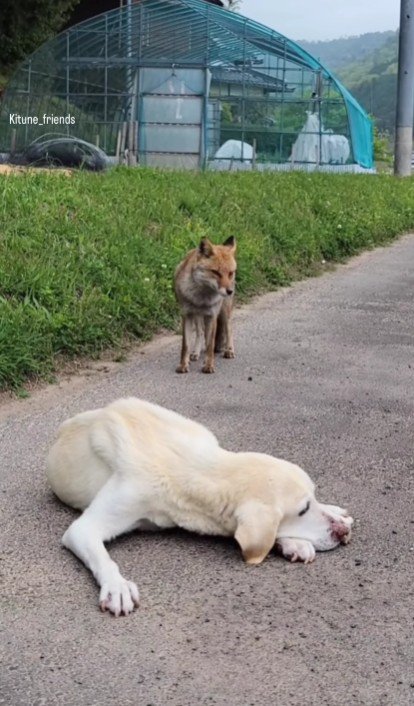 心配そうに見守るコンちゃん