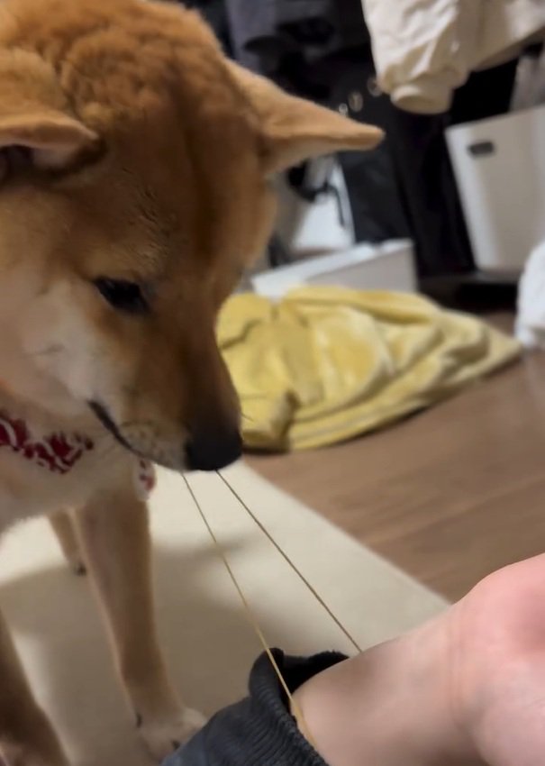 引っ張り始めるそら君