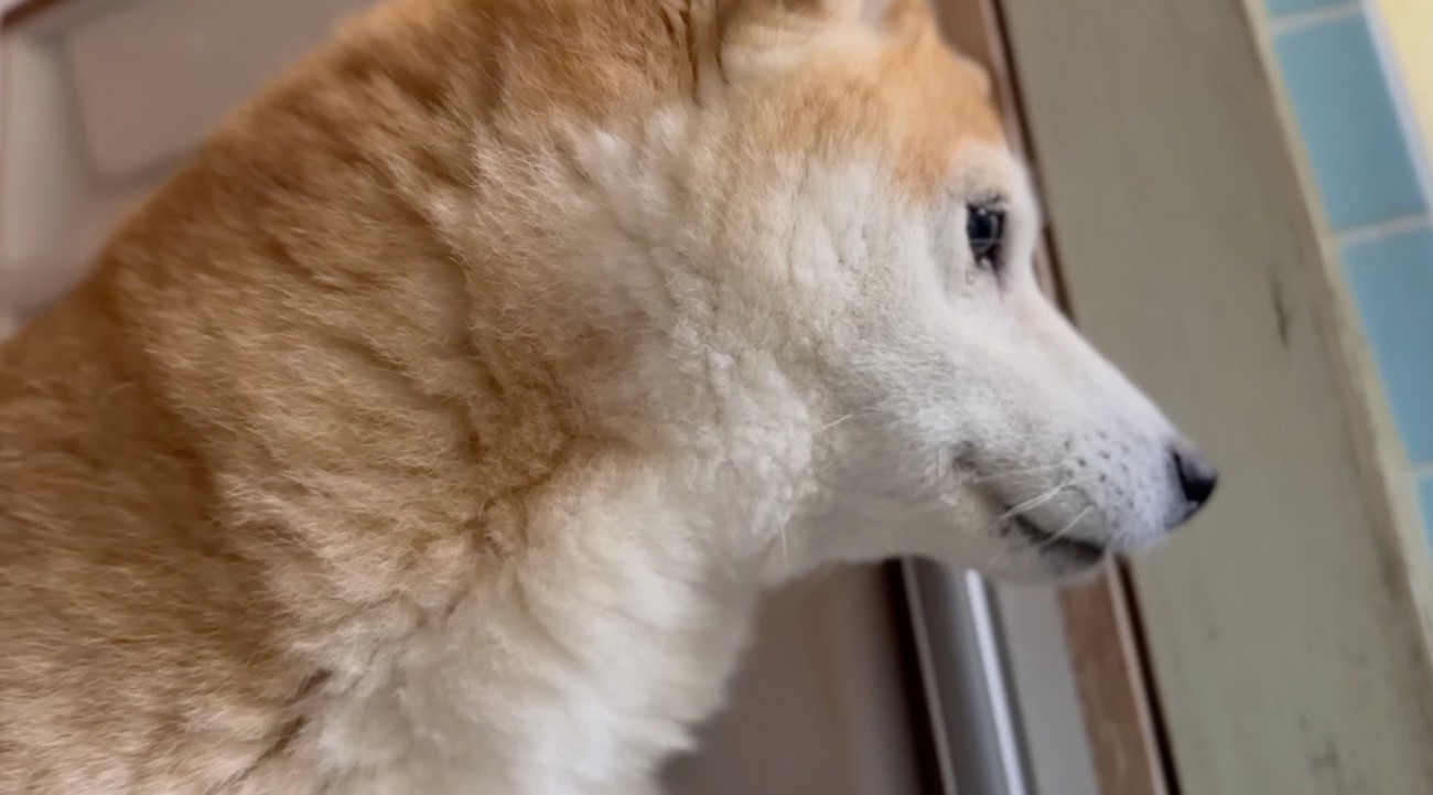 お風呂場で洗われている猫を見つめる犬