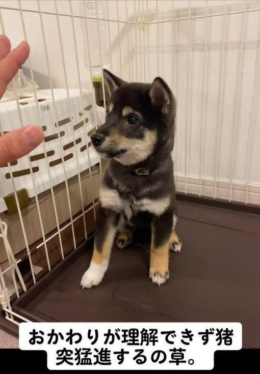 芸の練習中のもずくちゃん