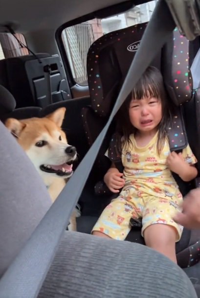 泣く姪っ子ちゃんとリブくん