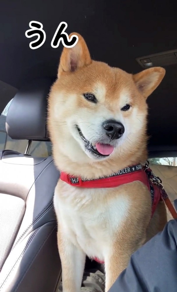 舌を出して微笑む犬