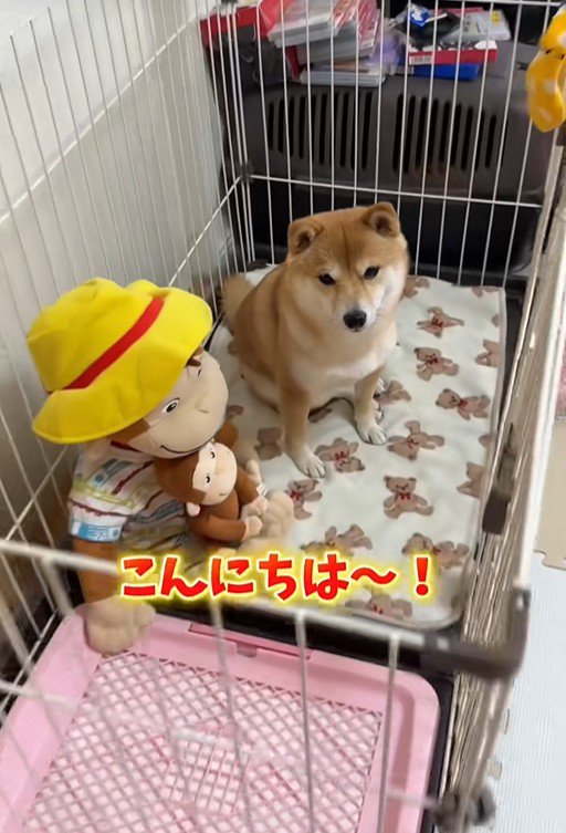 業者さんが来た日のはなちゃん2