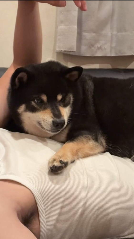 息子さんの上に乗って甘える黒柴
