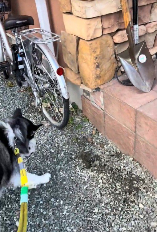 ナラちゃんの行動