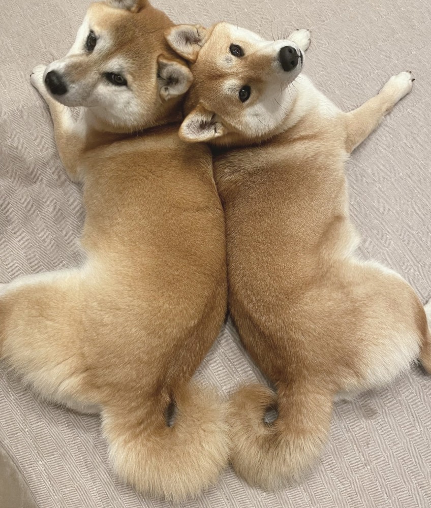 柴犬