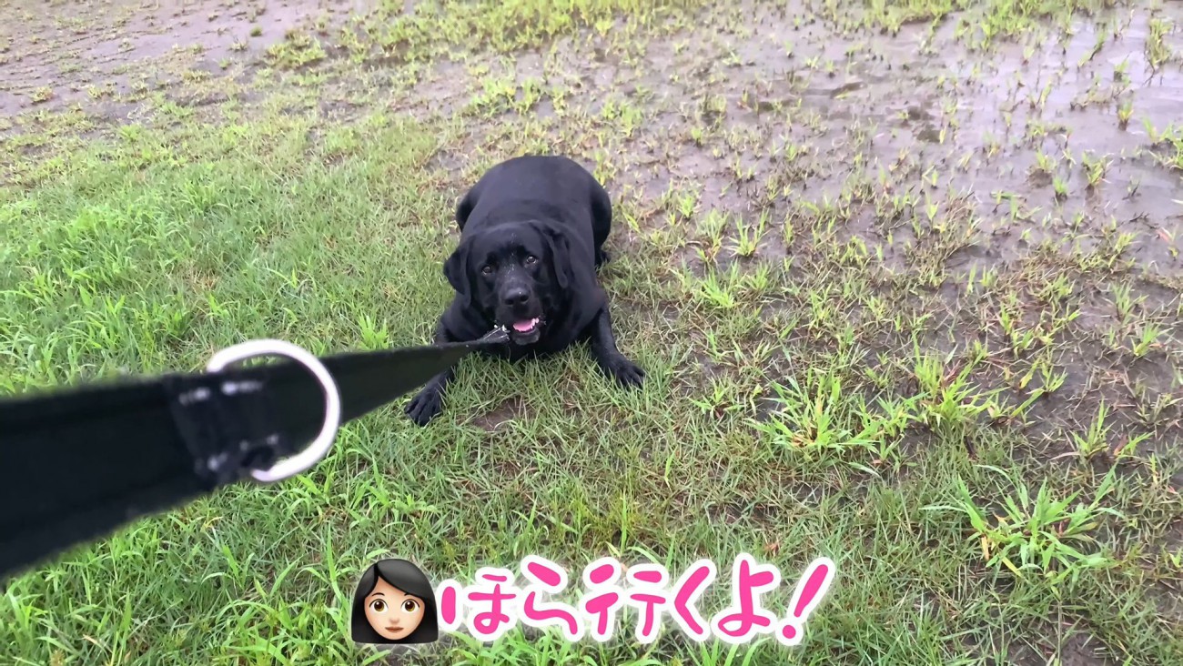 ムニくんのお散歩拒否8