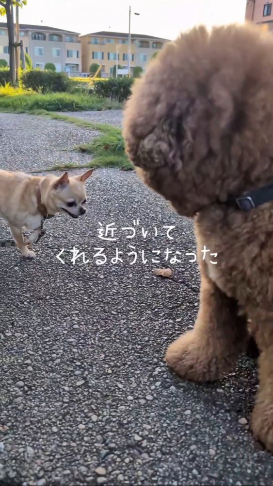 プードルに近づくチワワ