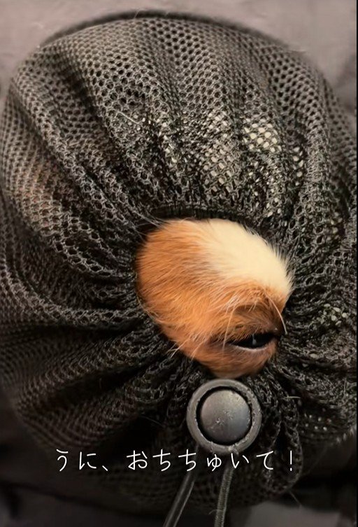 リュックに入るポテトちゃんとウニちゃん7