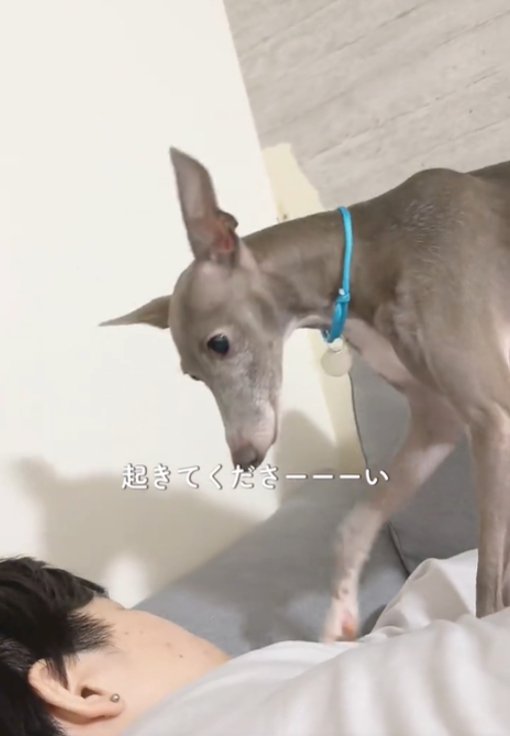 見つめる犬1