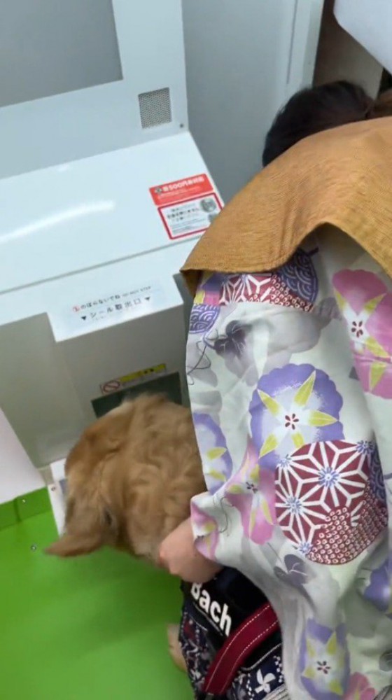 プリクラの撮影ブースの中を眺める犬
