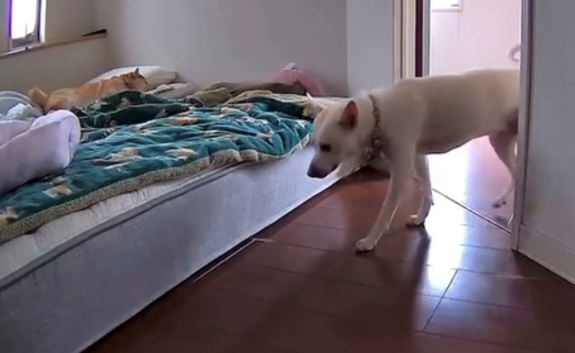 ベッドの方へ静かに歩く犬