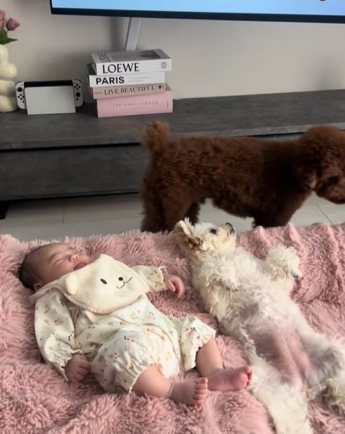 眠る赤ちゃんと小型犬兄妹