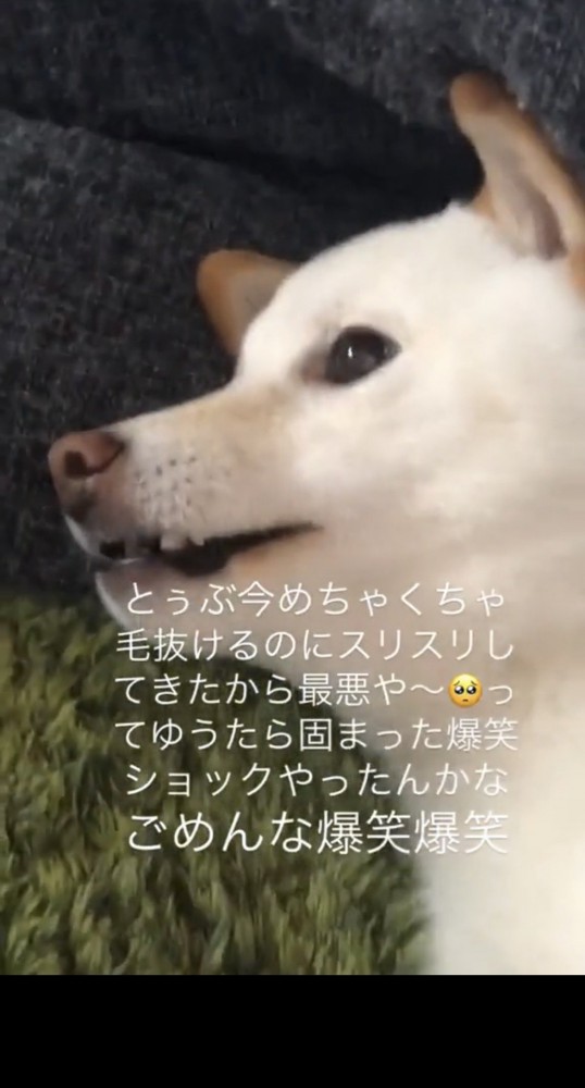 固まる犬