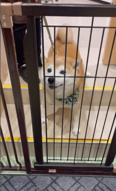 サロンに預けられる豆助座衛門くん2