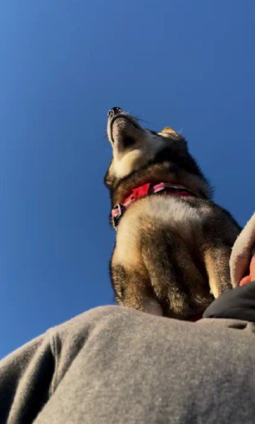 肩の上に乗っていた！