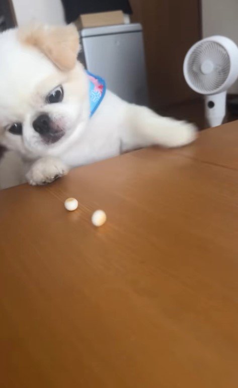 ボーロを食べたいワンコ9