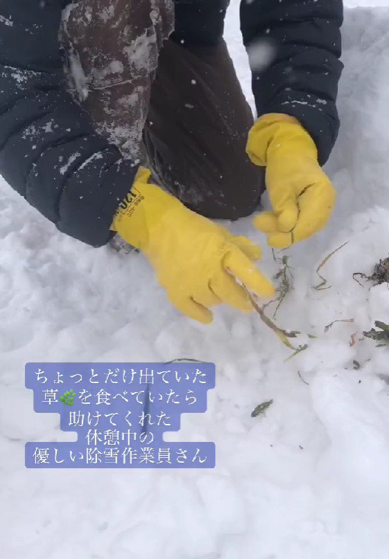 美味しい草を捜索中