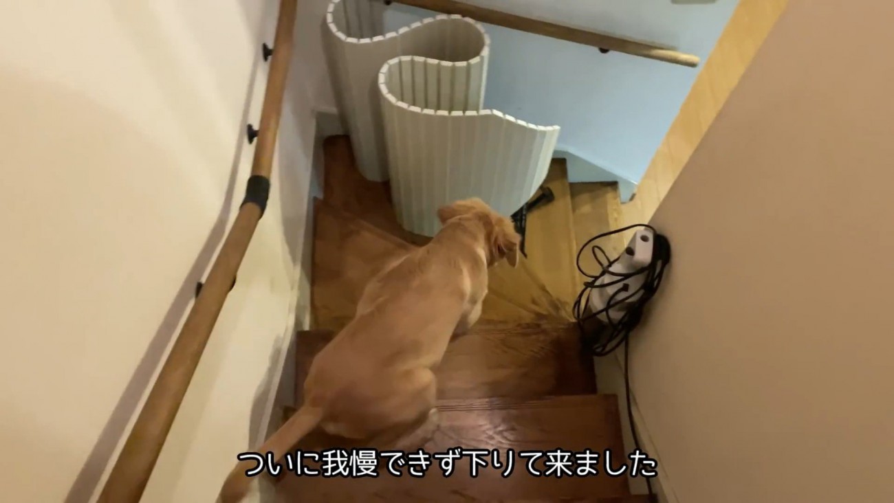 ちゃんと下りてきました♪