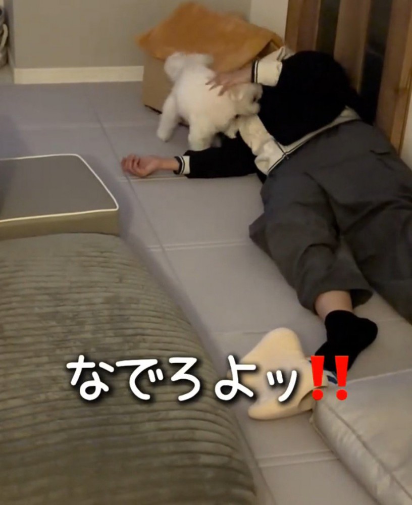 飼い主の体に頭をくっつける犬