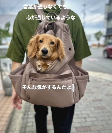 男性の背負うリュックサックから顔を出すカニヘンダックスフンド