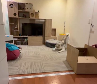 ボールをゲット