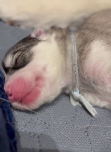 クンクン、キュンキュン