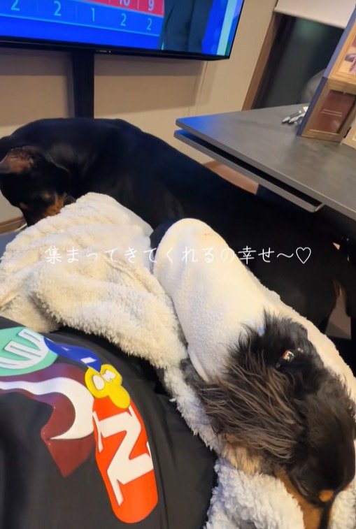 コロンちゃんとヴェルトくん