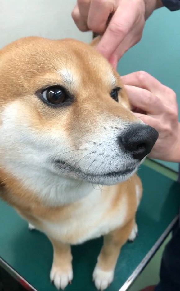 耳を触られるれお君