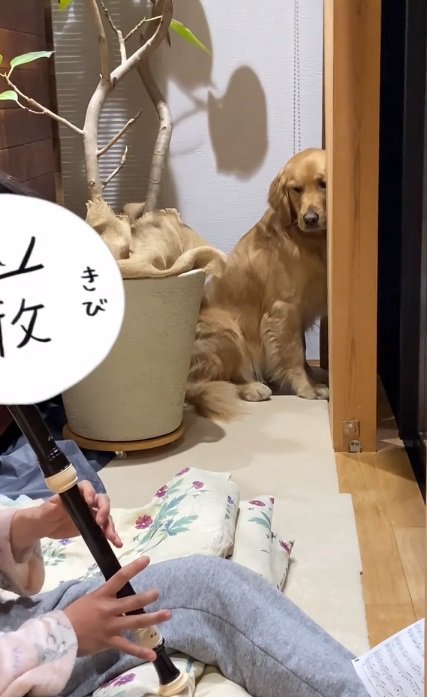 顔をしかめるならちゃん