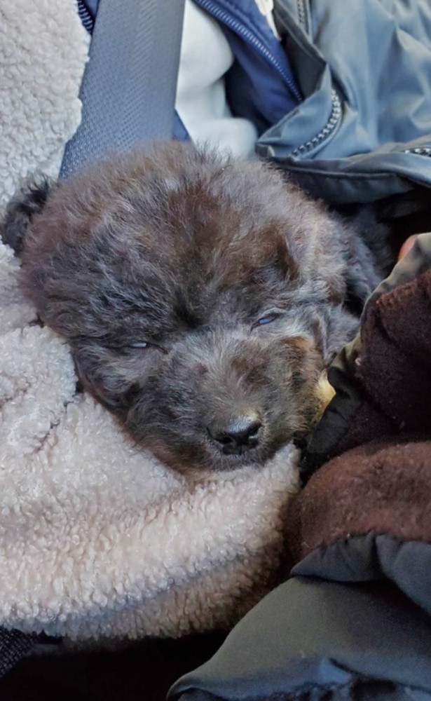 車内で眠る犬