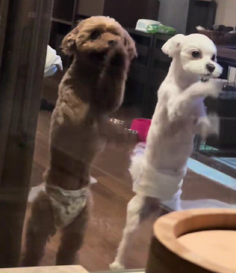 愛犬たちがカリカリを始めた！