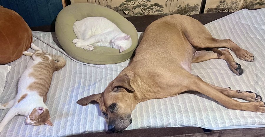 猫ズ