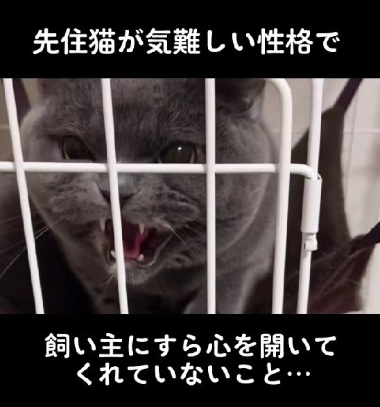 子犬を受け入れられる…？