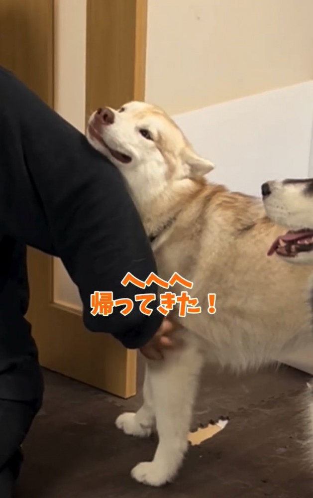 笑顔のハスキー