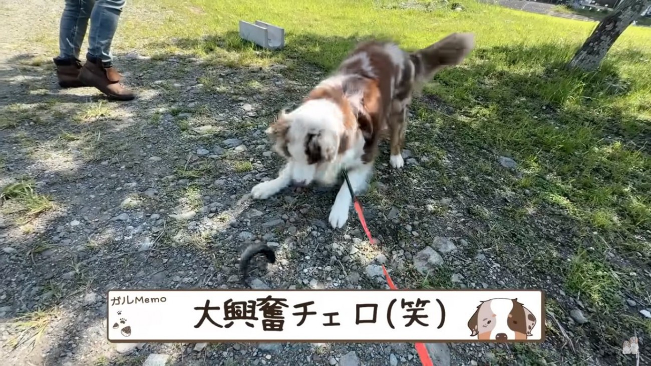 魚に大興奮するガルちゃん