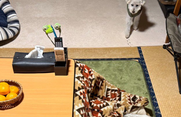 日本生まれのアシリちゃんは…