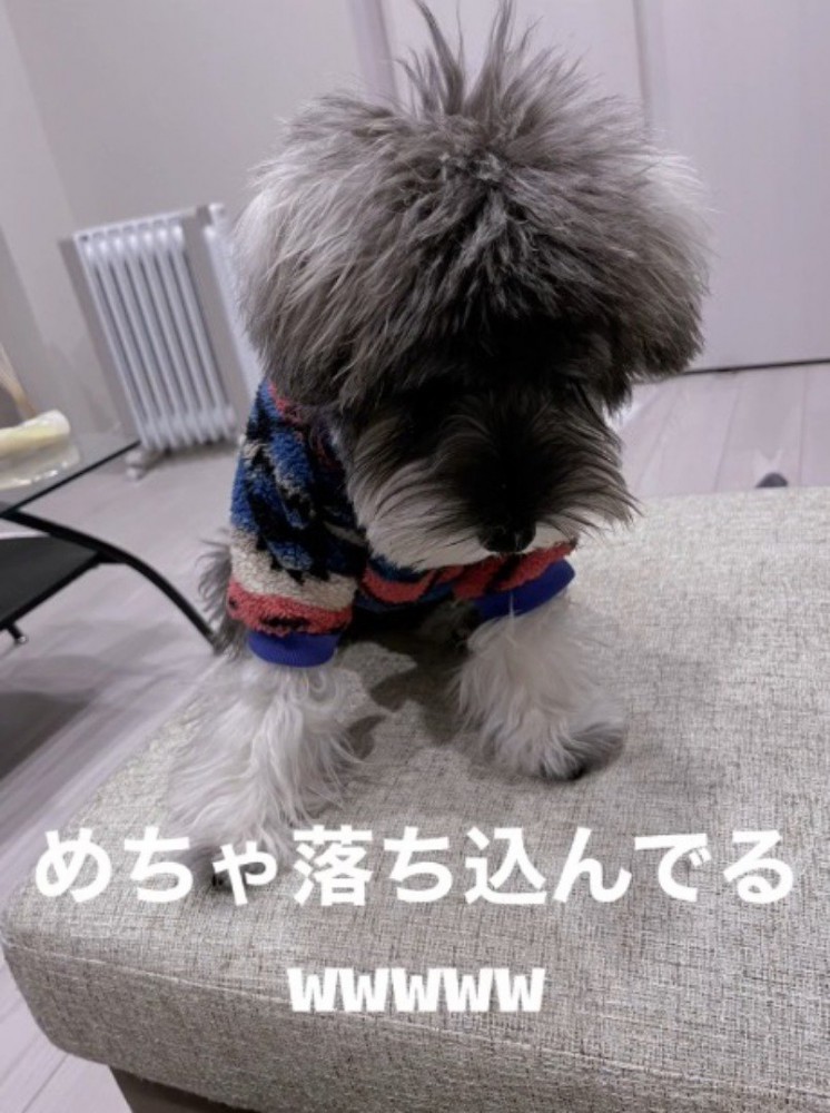 服を着て俯いている犬