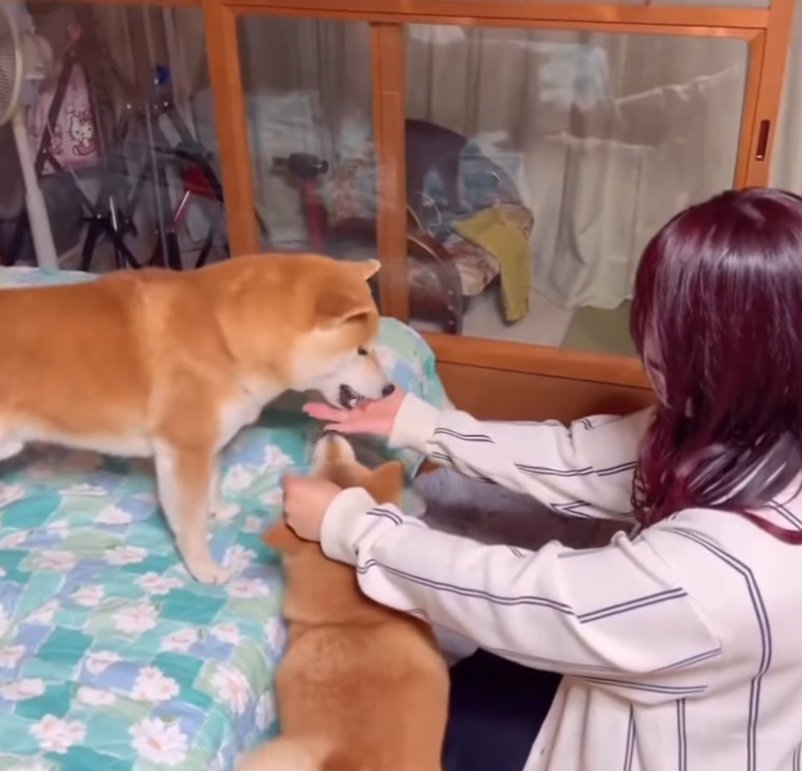 おやつをもらう柴犬