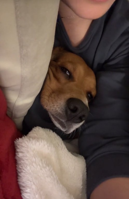 ソファーに頭だけ乗せる中型犬