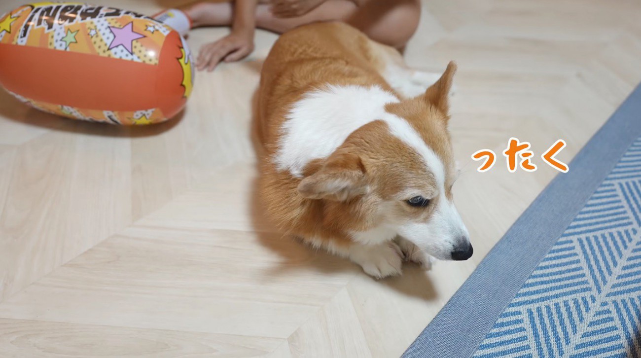 女の子に背を向けて床に伏せる犬