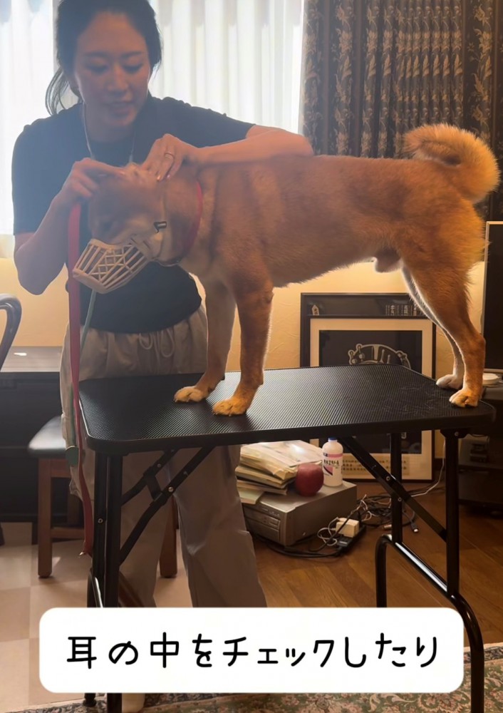 耳の中をチェックされている犬