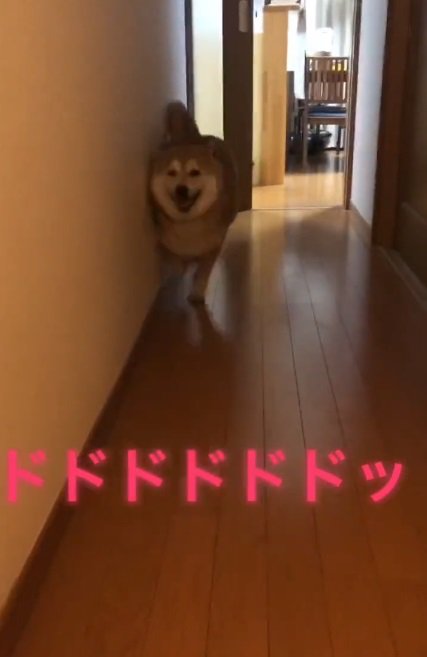 爆速で走る福くん