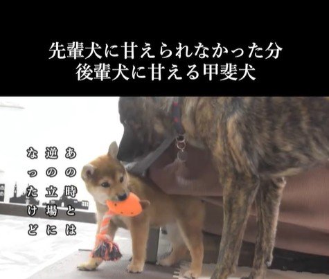 甘えん坊なハルヱちゃんの過去と現在8