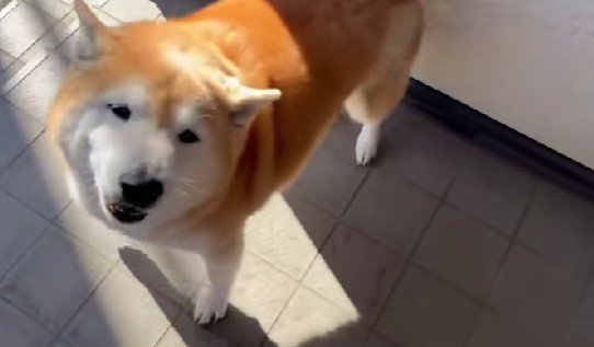 嬉しそうな声でお出迎え♡