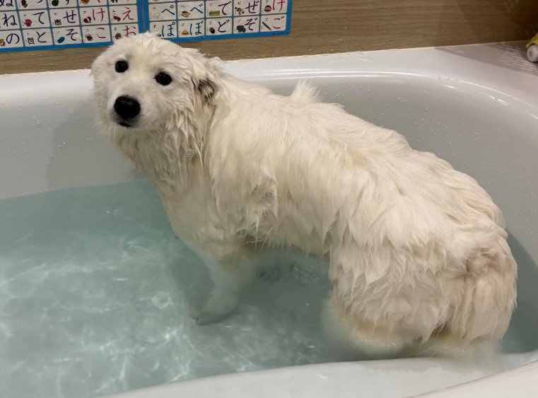 シロクマさんだ！！