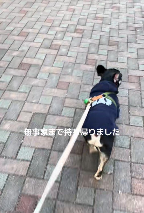 おしゃぶりを拾ったととまる君7