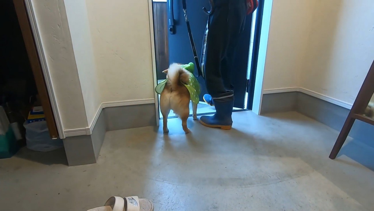 おにぎりくんの散歩拒否⑩