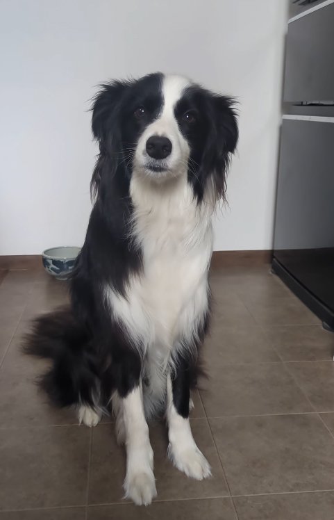 耳が下がった中型犬